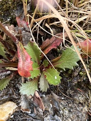 Micranthes petiolaris