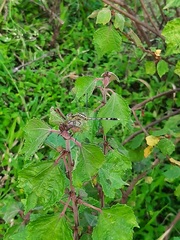 Diplacodes trivialis
