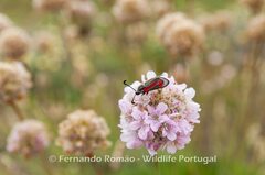Zygaena sarpedon