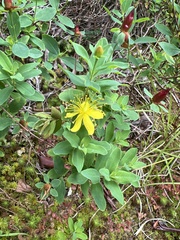 Hypericum mitchellianum