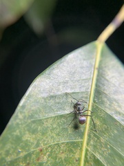 Polyrhachis bicolor