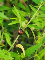 Coccinella transversalis