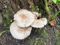 Pluteus cervinus