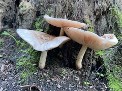 Pluteus cervinus