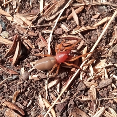 Dysdera crocata