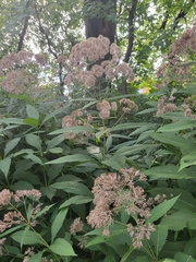 Eutrochium purpureum