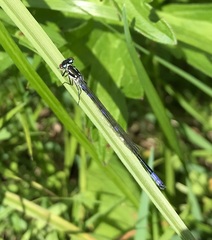 Coenagrion pulchellum