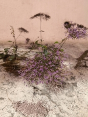 Trachelium caeruleum