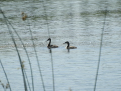 Podiceps major