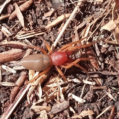Dysdera crocata