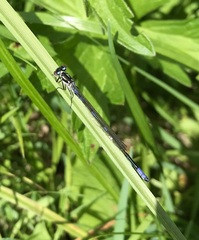 Coenagrion pulchellum
