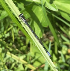 Coenagrion pulchellum