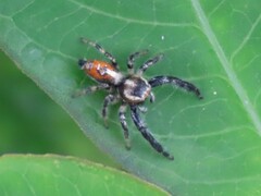Thyene imperialis
