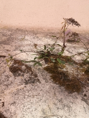 Trachelium caeruleum