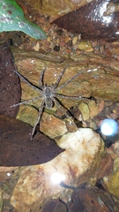 Dolomedes