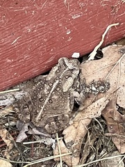 Anaxyrus fowleri