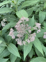 Eutrochium purpureum