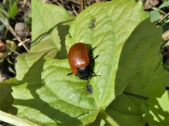 Chrysomela populi