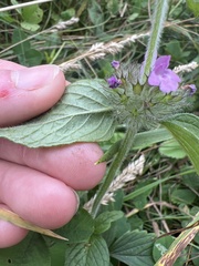 Clinopodium vulgare