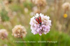 Zygaena sarpedon