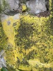 Chrysothrix candelaris