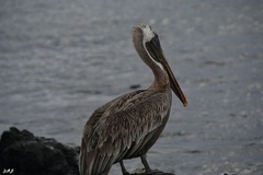 Pelecanus occidentalis urinator