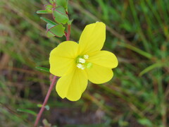 Ludwigia maritima