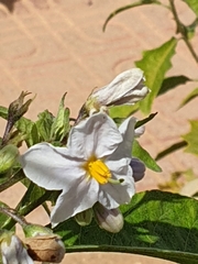 Solanum bonariense