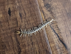 Hemiscolopendra marginata