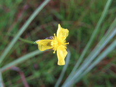 Xyris elliottii