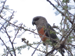 Poicephalus rufiventris