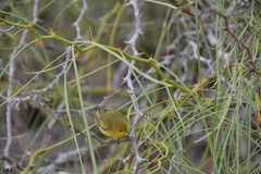 Setophaga petechia aureola