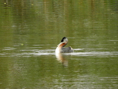 Podiceps major