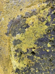 Chrysothrix candelaris