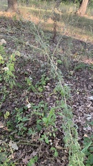 Artemisia absinthium
