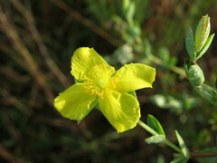 Hypericum tetrapetalum