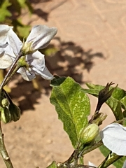 Solanum bonariense