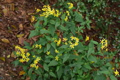 Senecio scandens