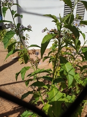 Solanum bonariense