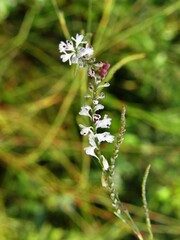 Polygonella gracilis