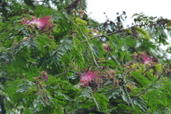 Calliandra