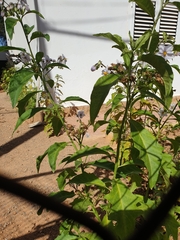 Solanum bonariense