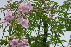 Bignoniaceae