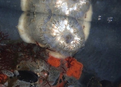 Lucapinella callomarginata observed 2022-07-31