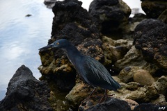 Butorides striata sundevalli