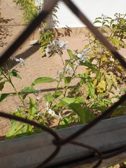 Solanum bonariense