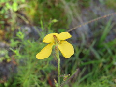 Chapmannia floridana