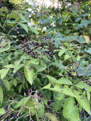 Sambucus canadensis