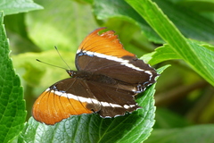 Siproeta epaphus