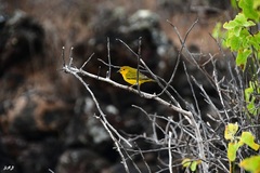 Setophaga petechia aureola